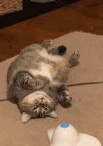 I don't want to move GIF