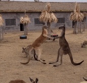 Kangaroo fight GIF