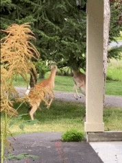 Kangaroo fighting GIF