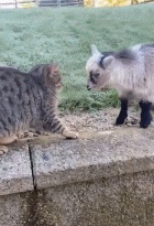 Lamb-vs-kitten,-get-out-of-the-way
