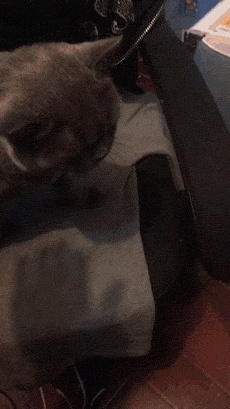 Obedient kitten GIF