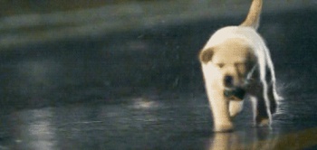 Puppy Golden Retriever Running GIF