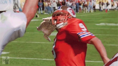 Rugby cat GIF