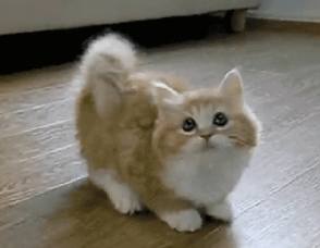 Shy cat GIF
