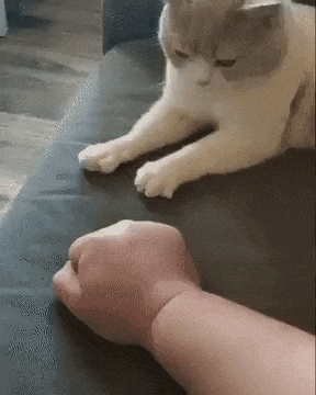 The cat has its knowledge GIF