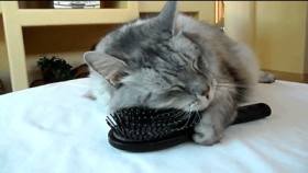 The cat use comb GIF