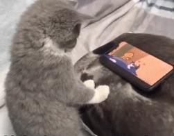 The movie the cat watched GIF