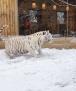 The tiger is not happy GIF
