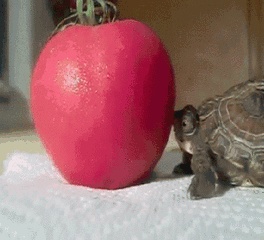 Turtle-push-apple GIF