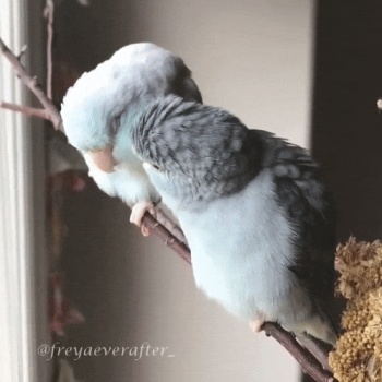Two parrots GIF