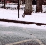a fat little squirrel GIF
