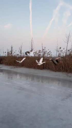 Goose running on the ice chasing wild geese short MP4 video