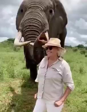 Smart elephant hides tourist's hat