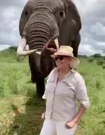 Smart elephant hides tourist's hat short MP4 video