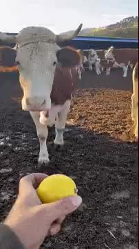 Don't lie to me anymore, cows and lemons short MP4 video