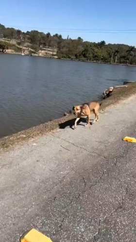 Dog: I did something big today short MP4 video