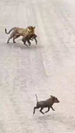 Greedy leopard short MP4 video