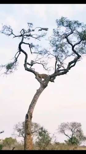 Leopard and monkey chasing in tree short MP4 video