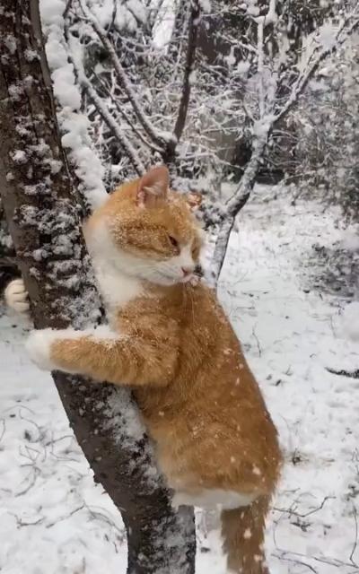 Ginger cat climbing a tree in the snow