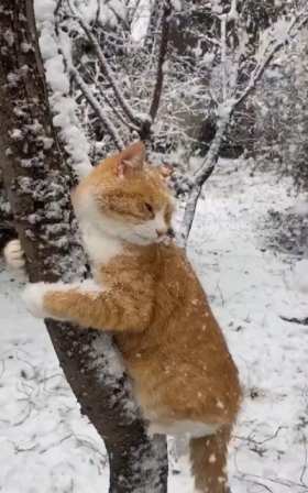 Ginger cat climbing a tree in the snow short MP4 video