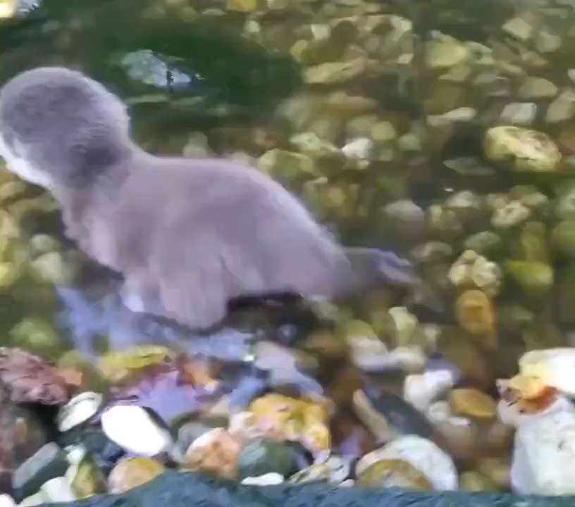 Little otter taking to the water for the first time