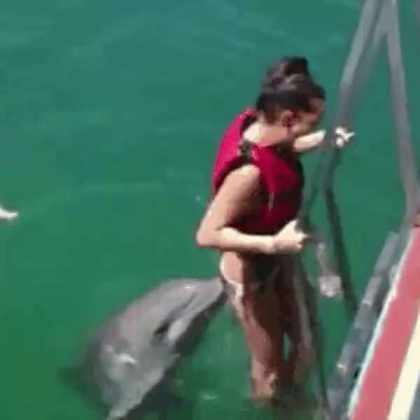 What are dolphins doing short MP4 video