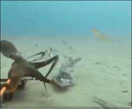 Octopus preys on sharks short MP4 video