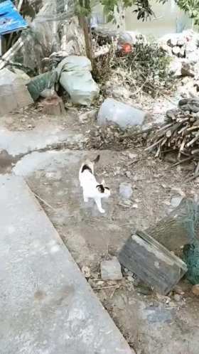 The mother cat climbs the tree and carries her kitten down short MP4 video