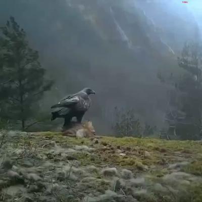 The eagle catches the fox and flies