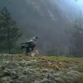 The eagle catches the fox and flies short MP4 video