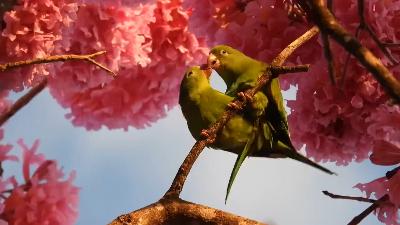 Two parrots making love on a tree