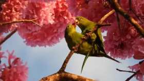 Two parrots making love on a tree short MP4 video
