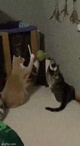Jedi Knight and cats short MP4 video