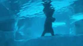 In case you don't know what a polar bear looks like underwater. short MP4 video