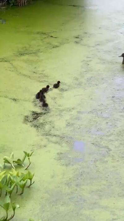 Baby Duck: Mom! Why did you disappear again? ​​​ GIF