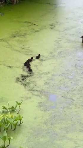 Baby Duck: Mom! Why did you disappear again? ​​​ short MP4 video