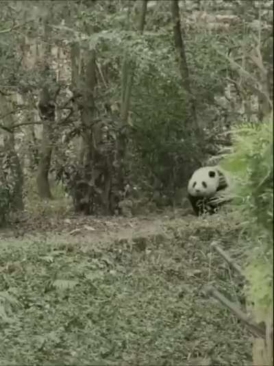 Chubby and cute giant panda