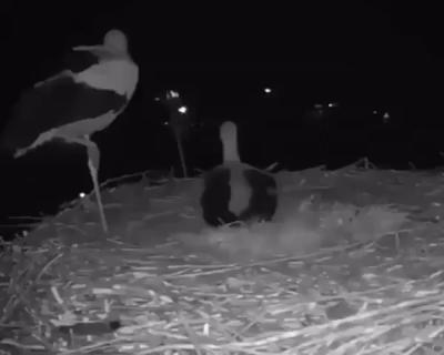 After the white stork mother laid her eggs, the couple celebrated together