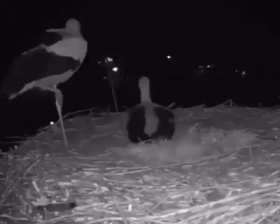 After the white stork mother laid her eggs, the couple celebrated together short MP4 video