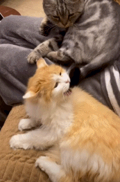 Cute friends, Animal GIF - GIFPoster