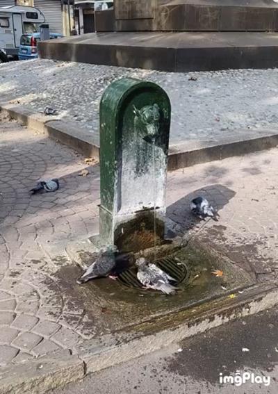 Pigeon taking a bath