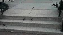 birds struggle with the steps GIF