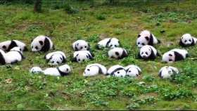 The sounds of a group of giant pandas short MP4 video