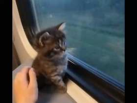Kitten on the train short MP4 video