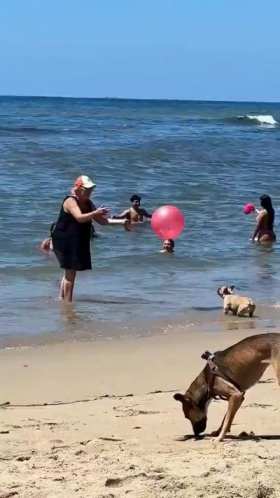 A clever dog and its owner play fetch on the beach. short MP4 video
