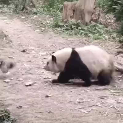 Giant panda chases bird