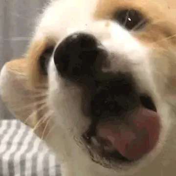 puppy licking screen
