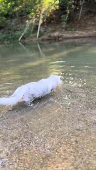 White cat swimming in clear pond