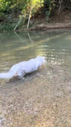White cat swimming in clear pond short MP4 video