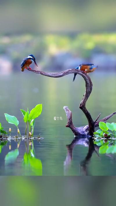 Two kingfishers show off their little fish to each other, it’s really fun GIF
